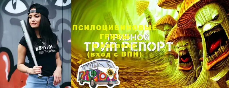 Псилоцибиновые грибы GOLDEN TEACHER  Ленинск-Кузнецкий 